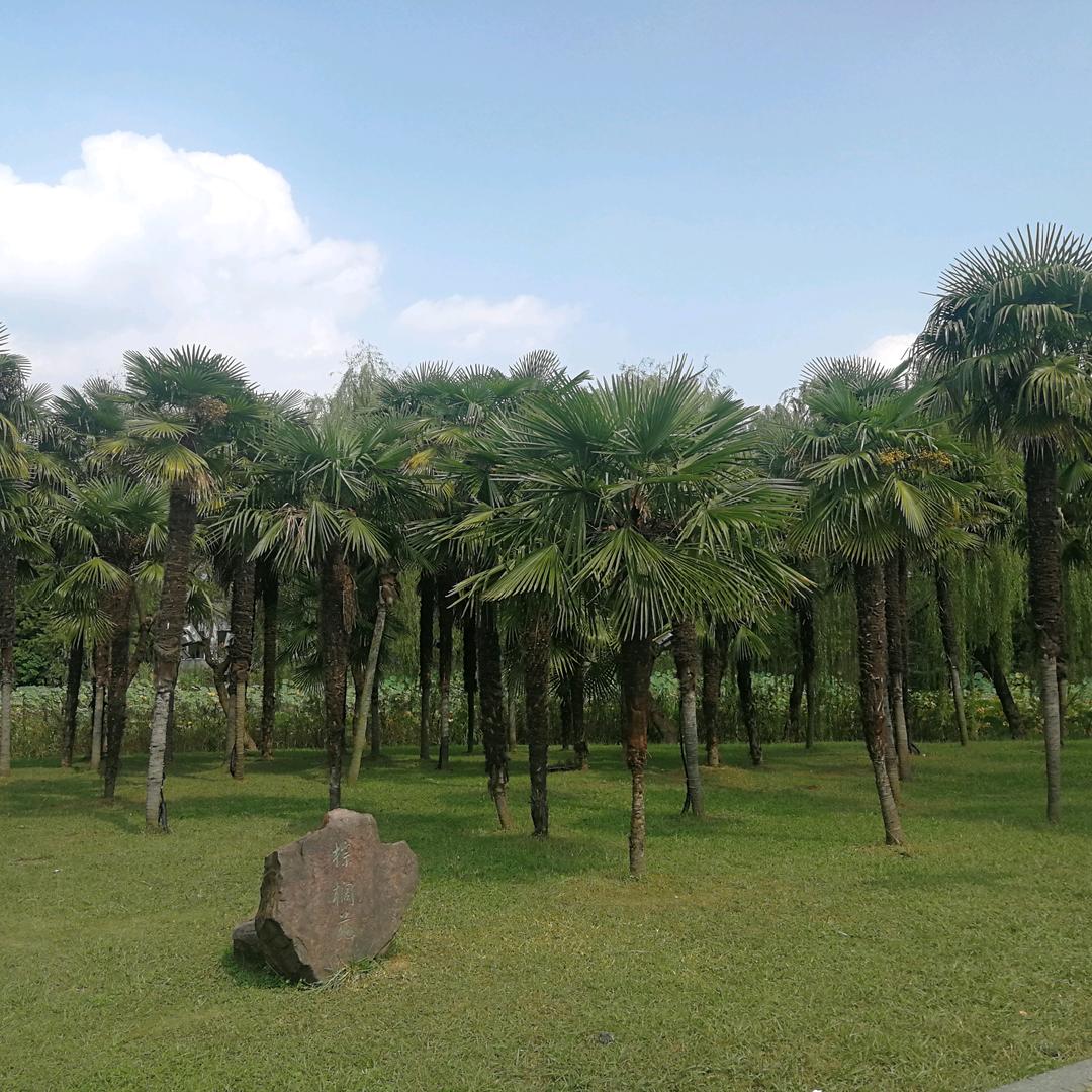 痞子峰