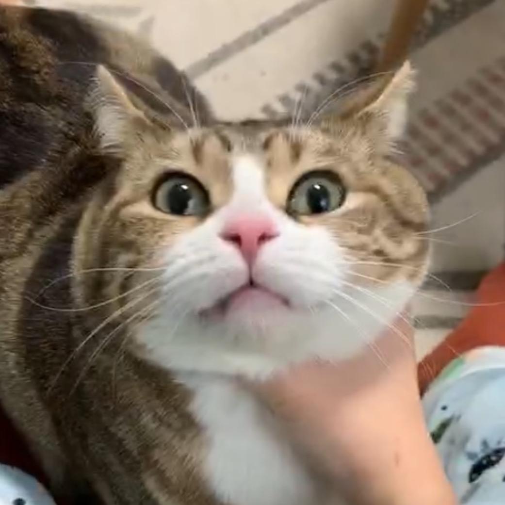 然然崽