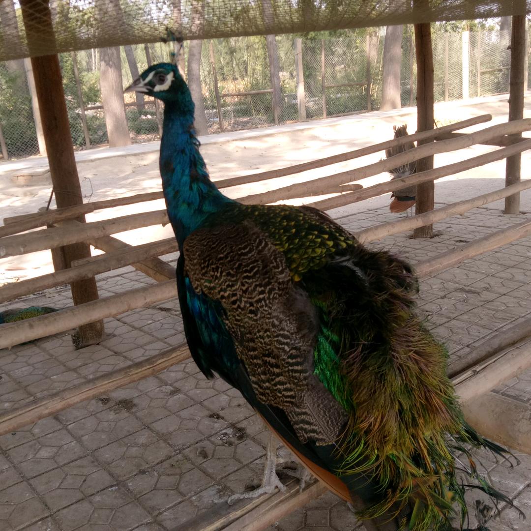 李辉美多集成灶