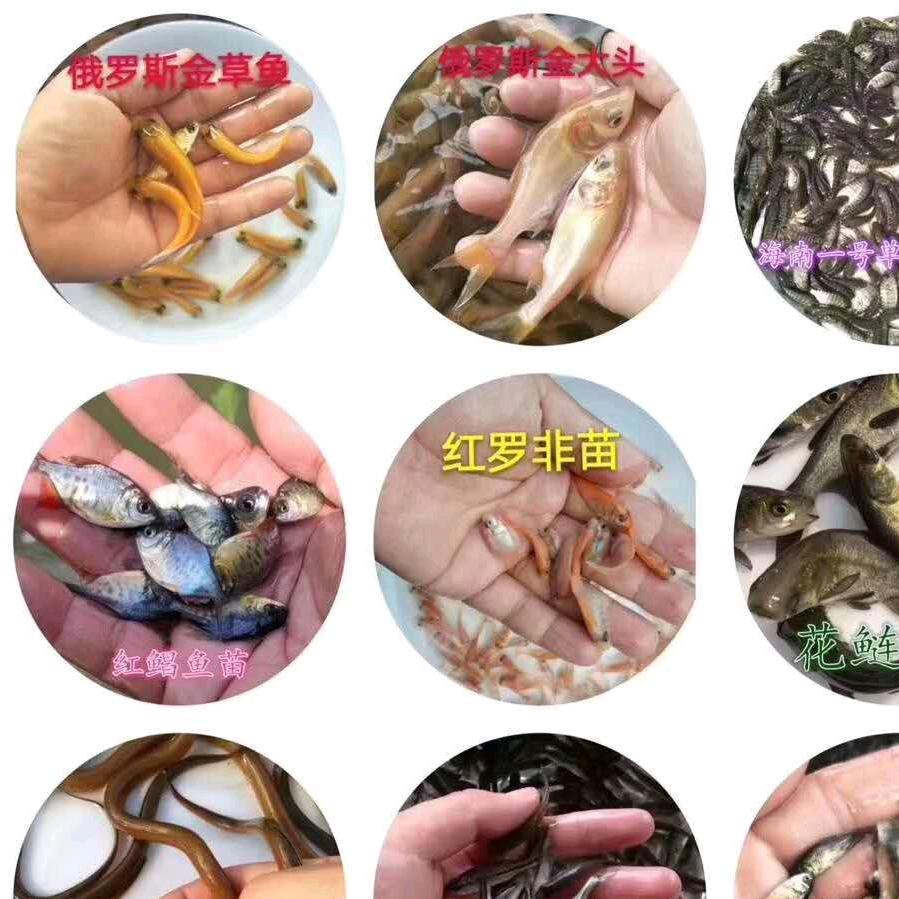 经营各种鱼苗批发