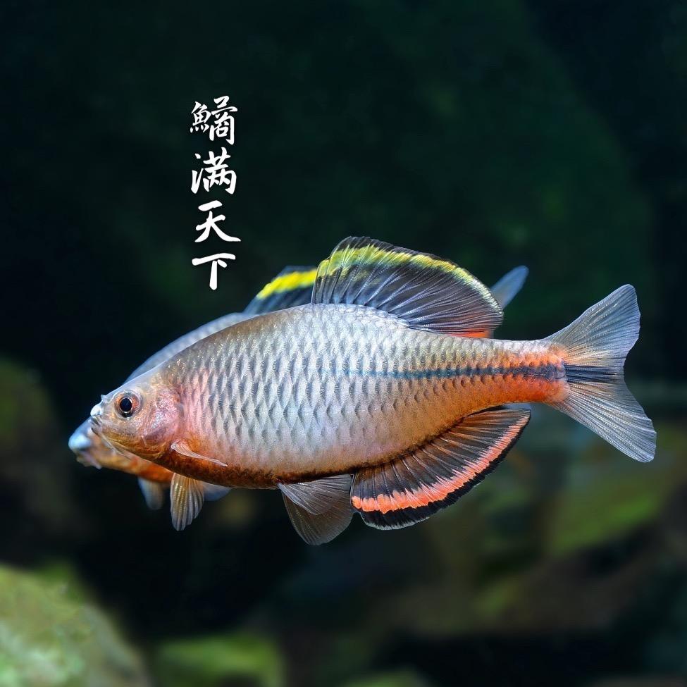鱊(yù)满天下