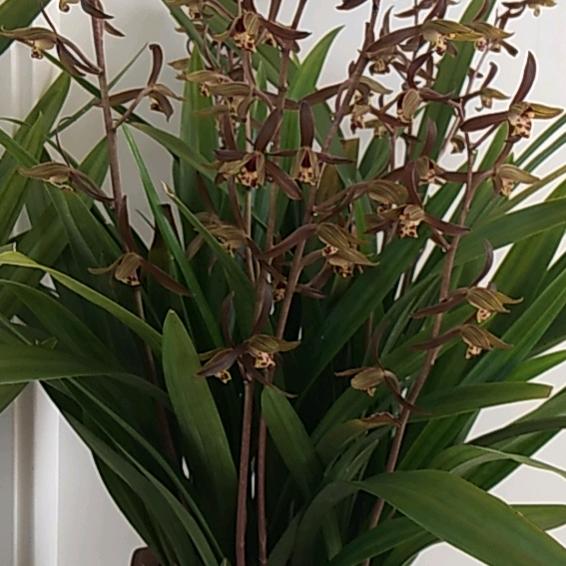 莱州麦克维尔空气能—郭姐