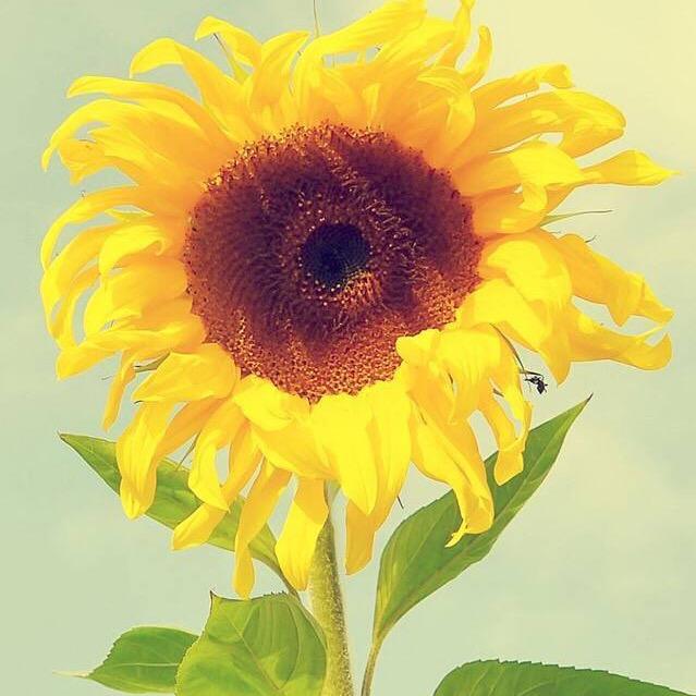 LY。