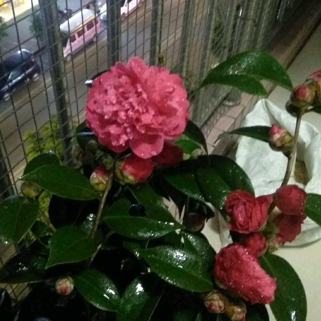 秋天的开心