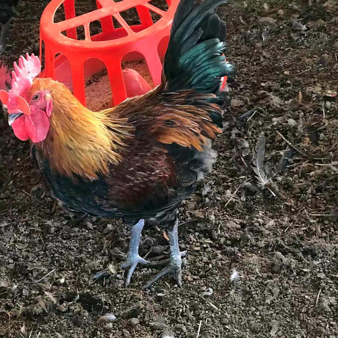 陈小春   肉鸡批发