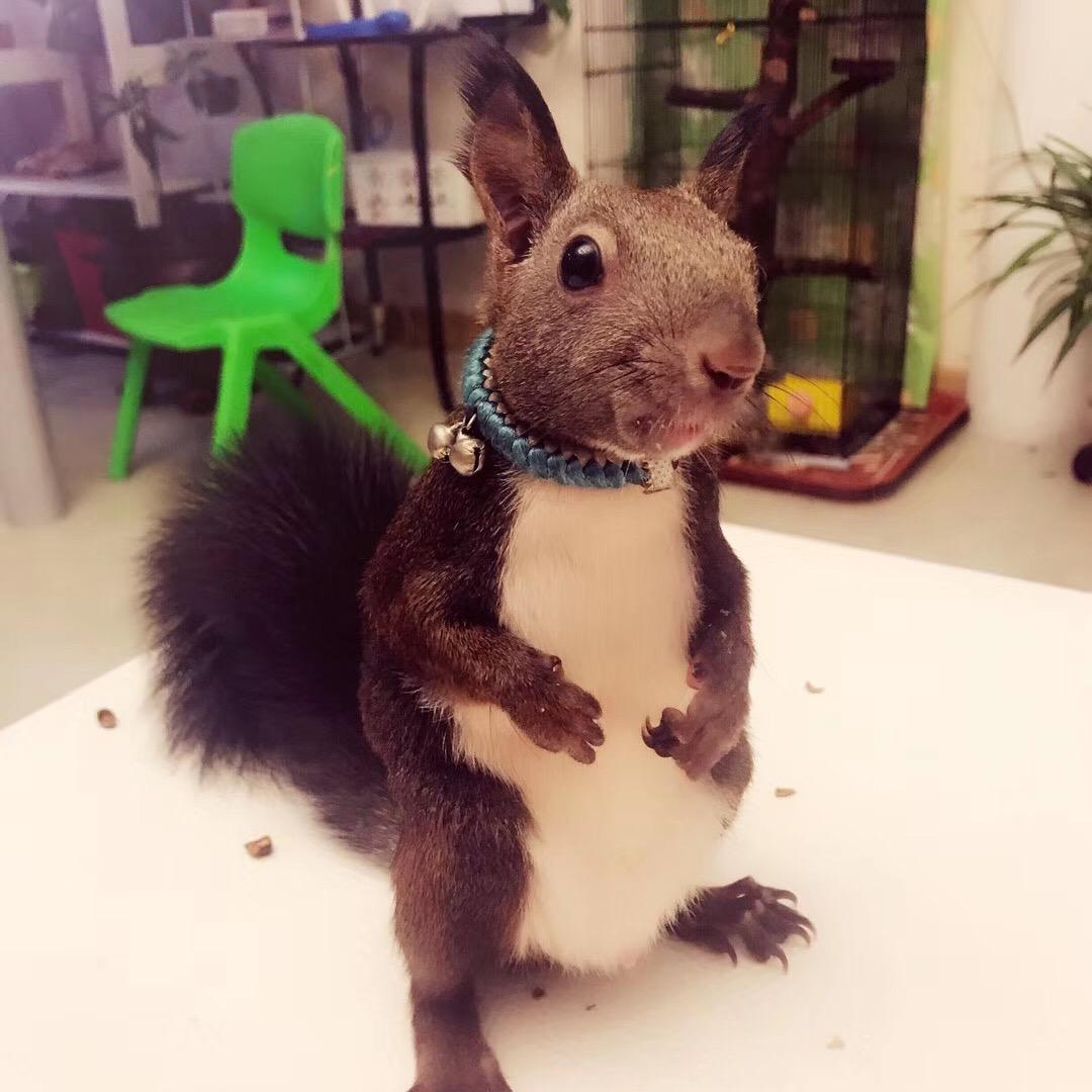 喜乐的短笛🐿️