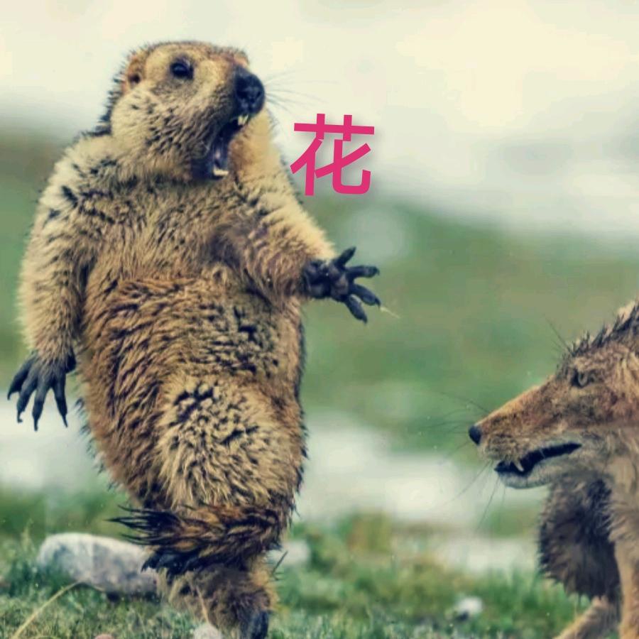 内个新西兰花