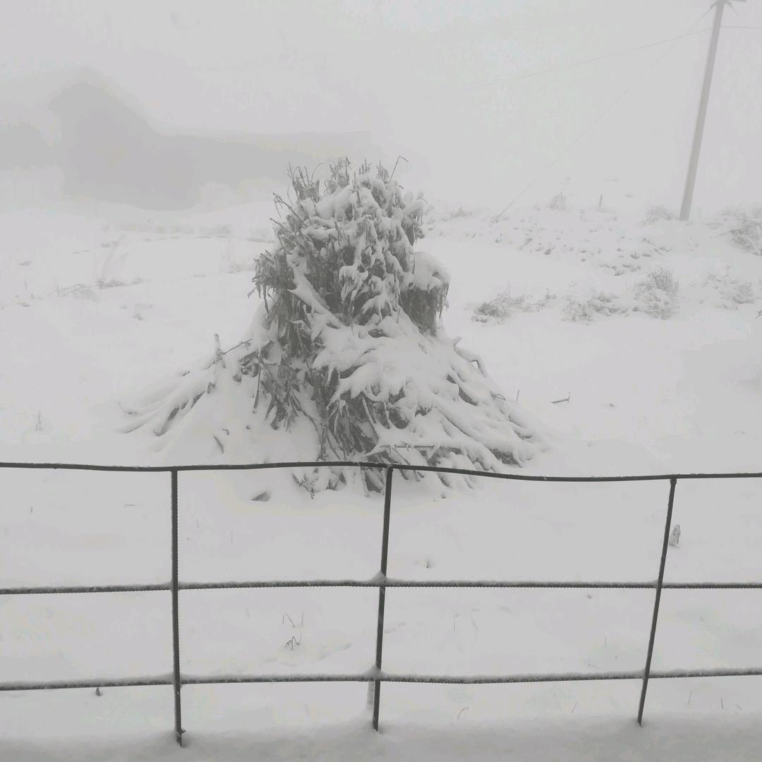 天山上的来客
