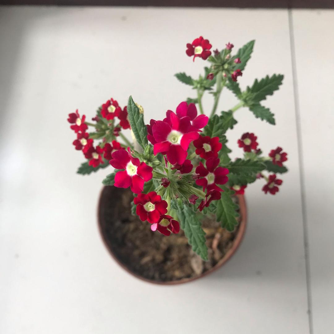 种秋