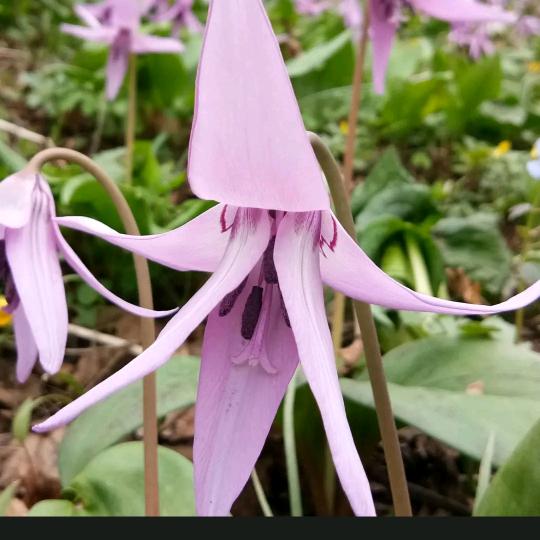 爱花人97214
