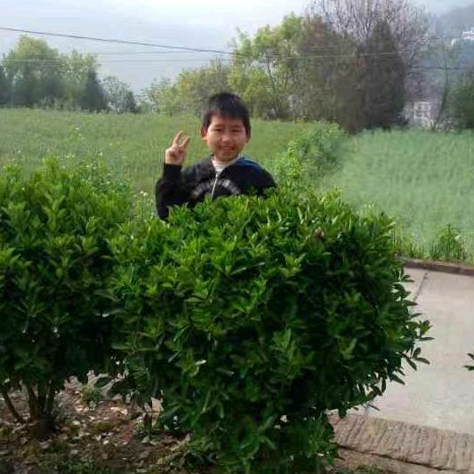 冰封恋雪