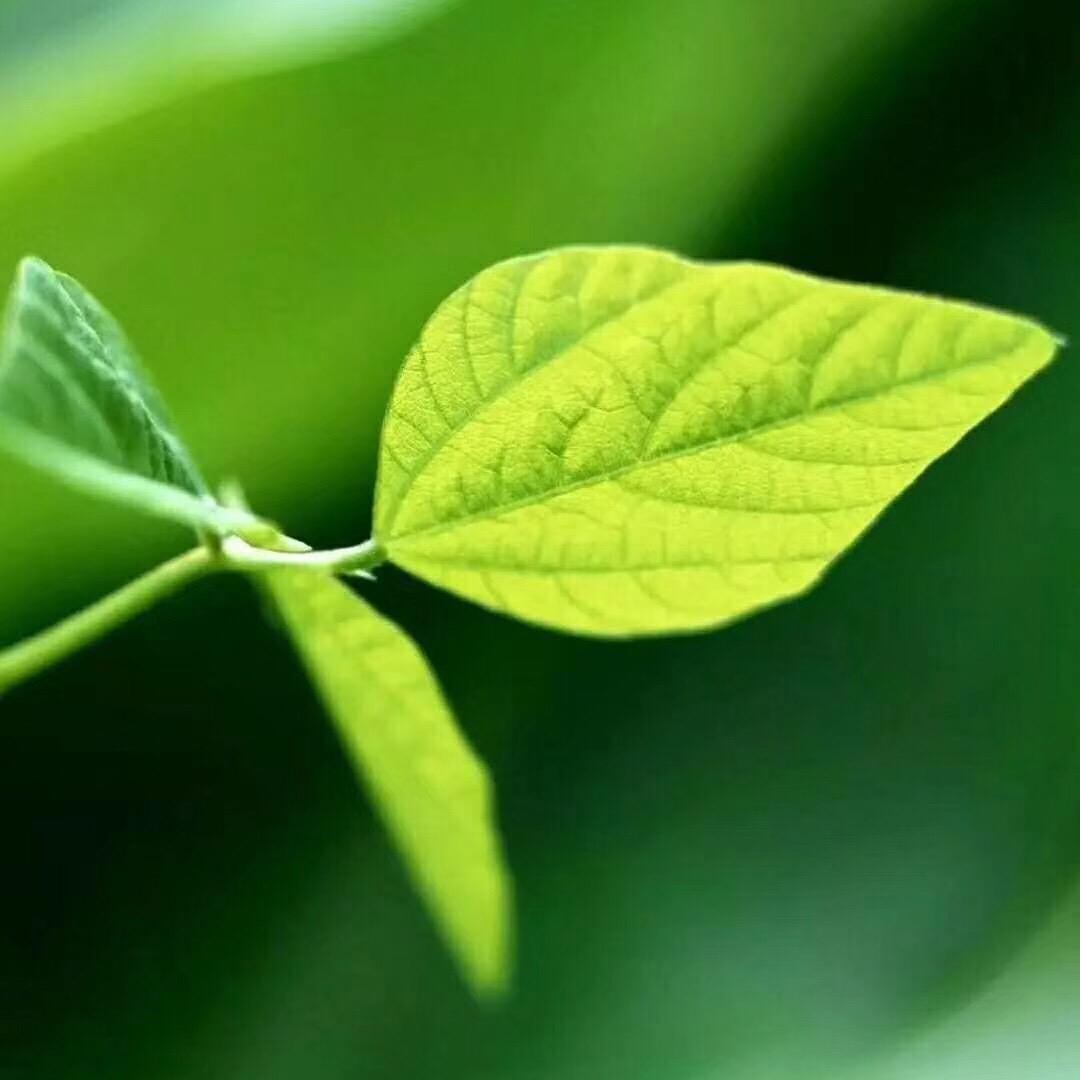 白果树《王美玲》
