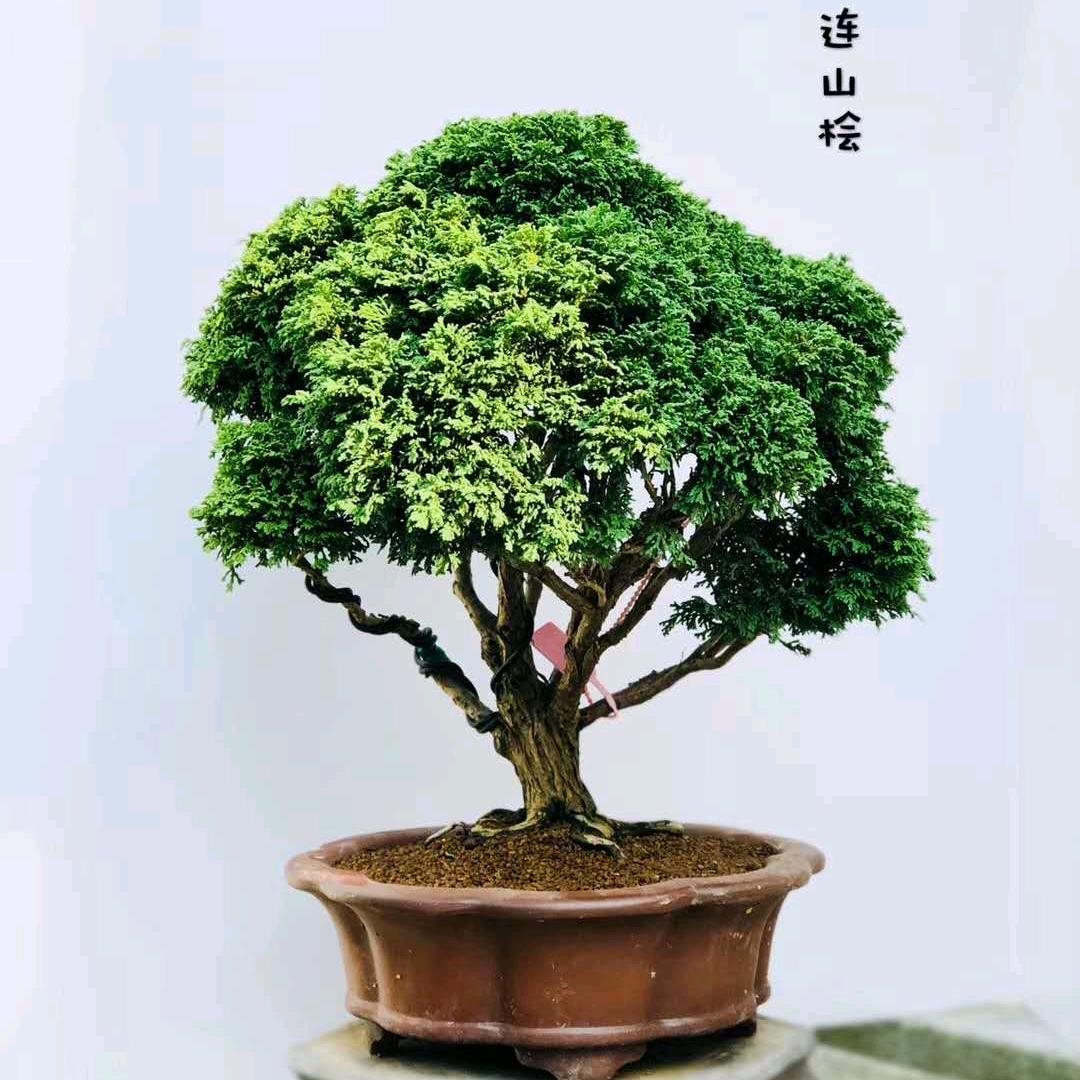 知语花卉经营部