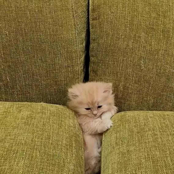 ♛彩色菇凉世界