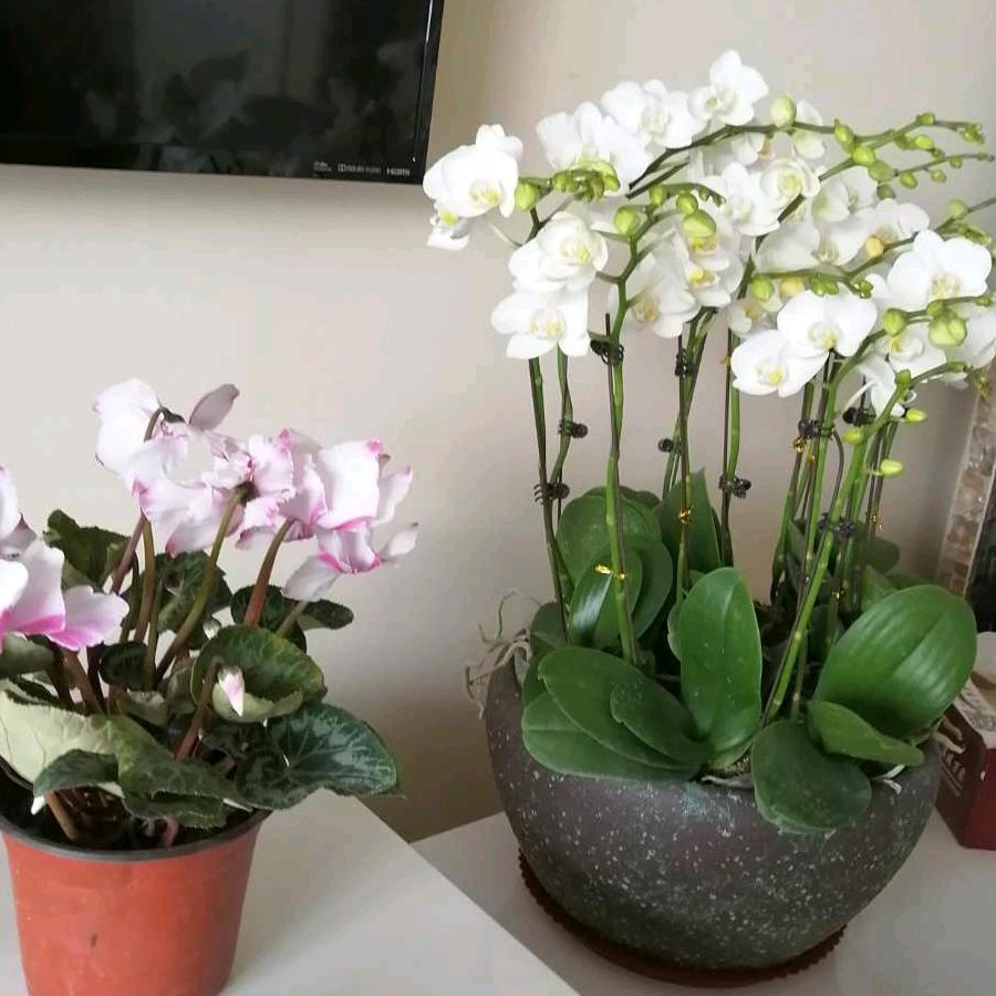 玉兰🌸花开