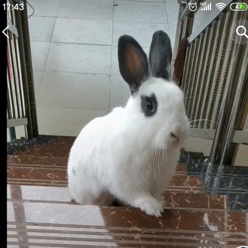 🐰小白🐰