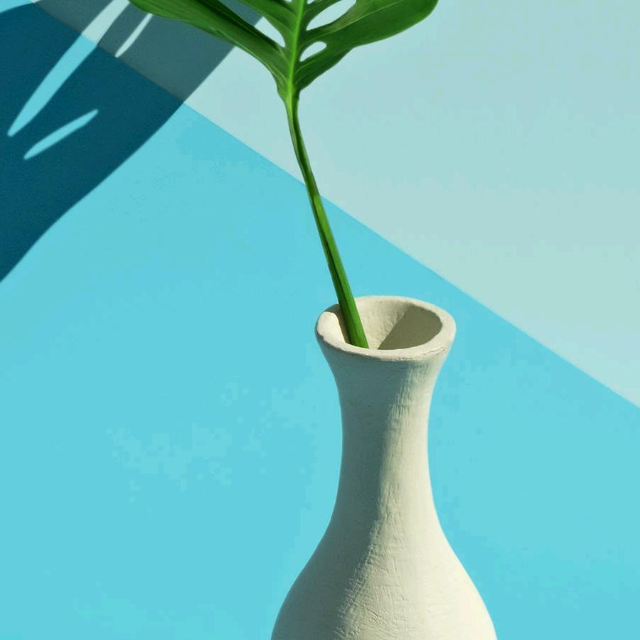 长青树