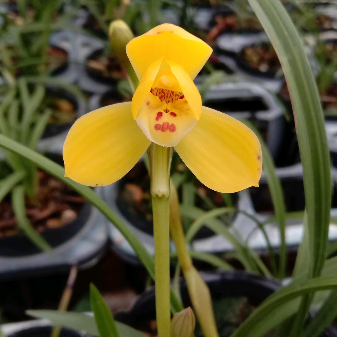 耕青兰花