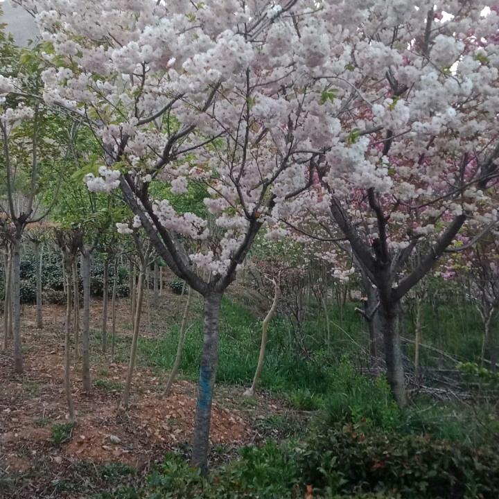 锁练上的人生