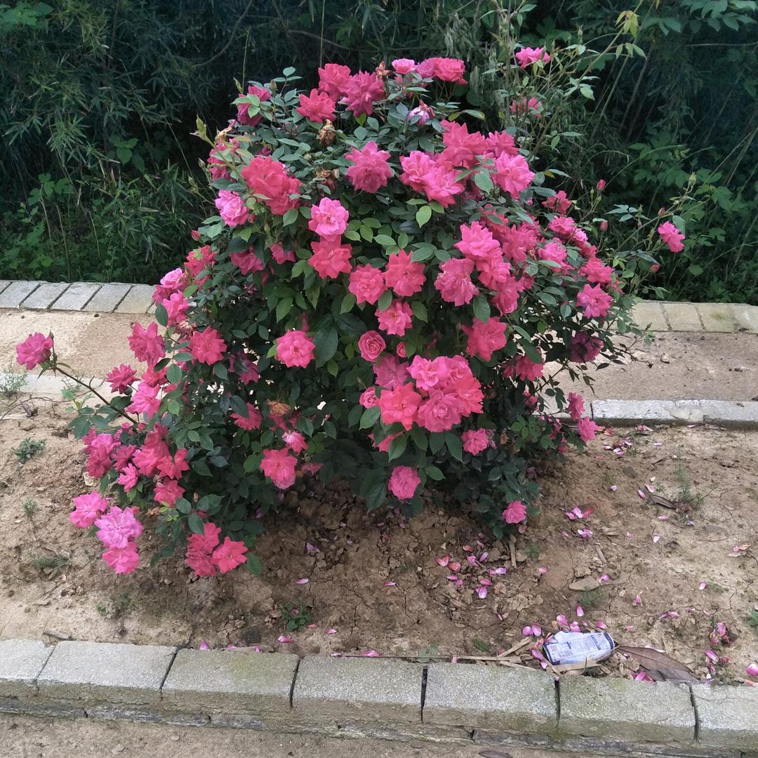 都昌万里京东家电向日葵🌻