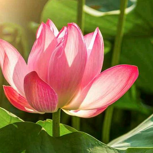 （🍎好人一生平安🍎（拒绝