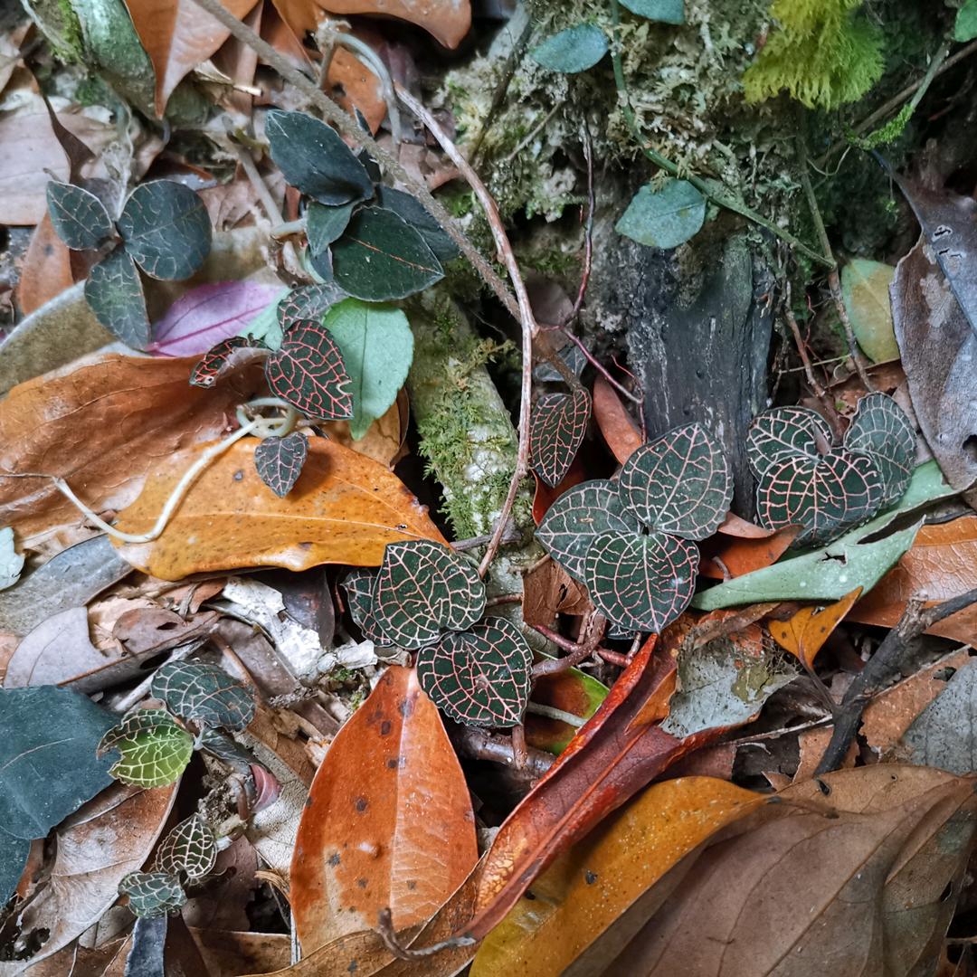 森