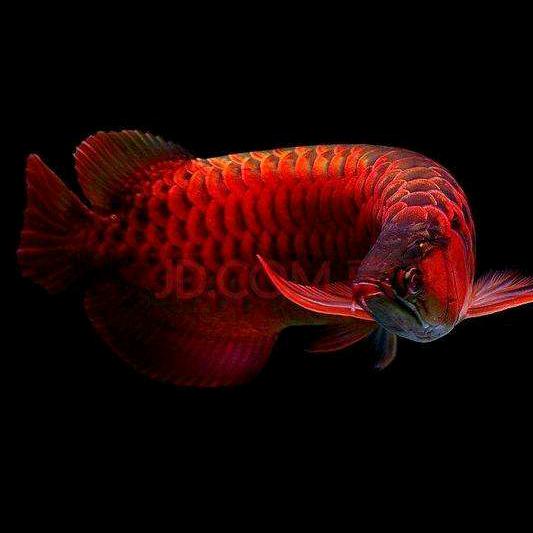 塔城鑫佳水族馆