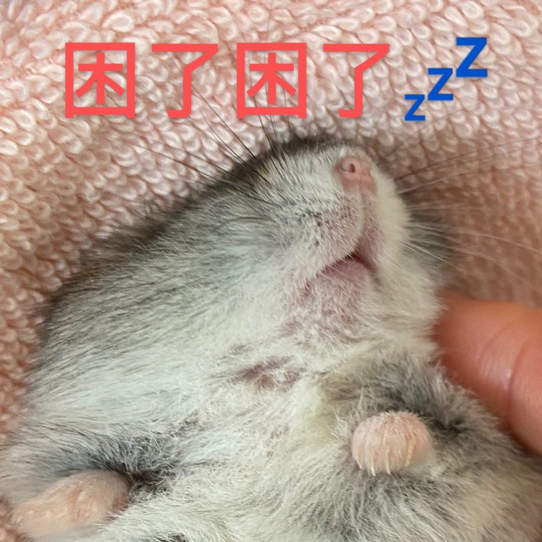 🌈爱睡懒觉的汤圆🐹