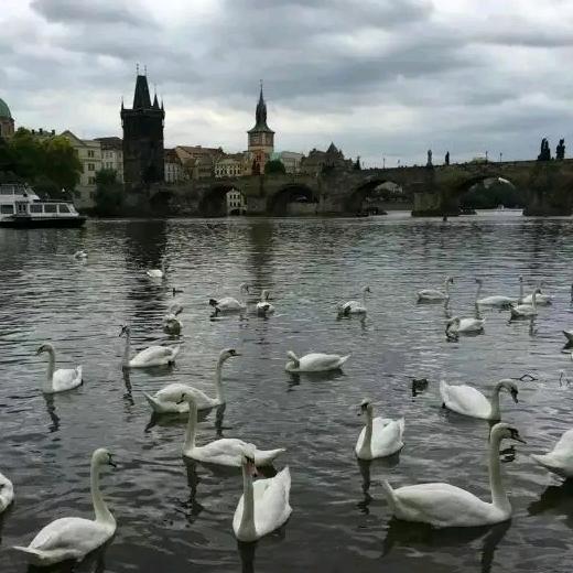 行走的解语花🌸