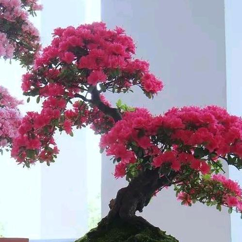 wyl一生平安