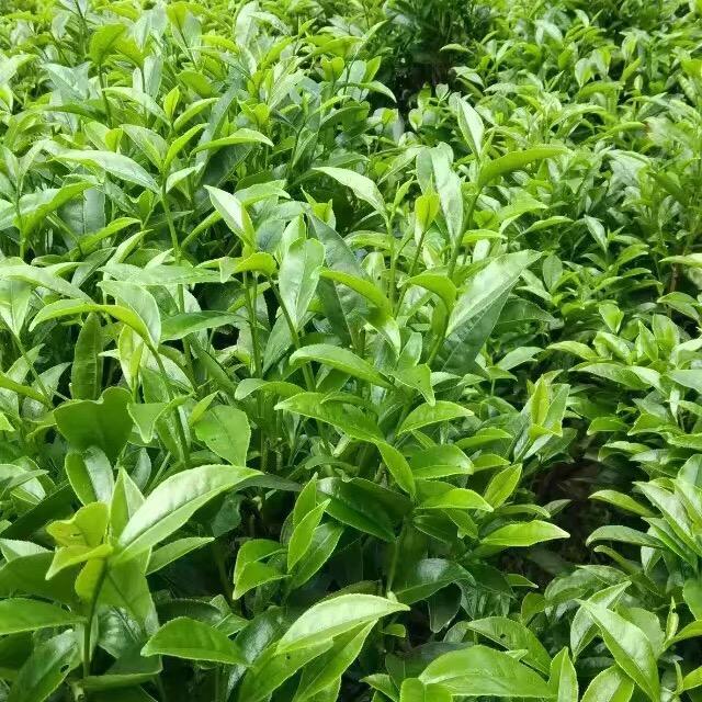 兰花草