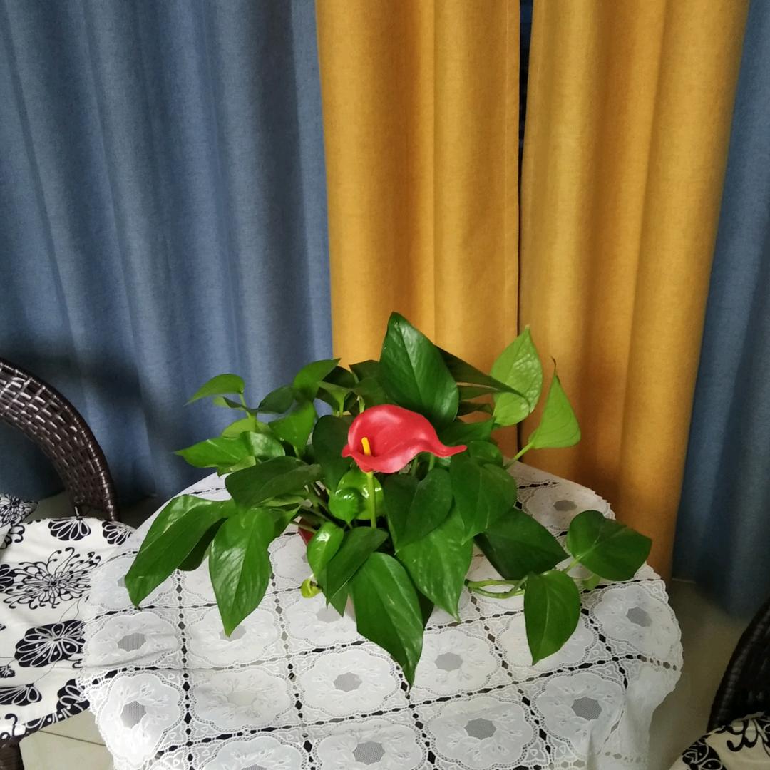 青全