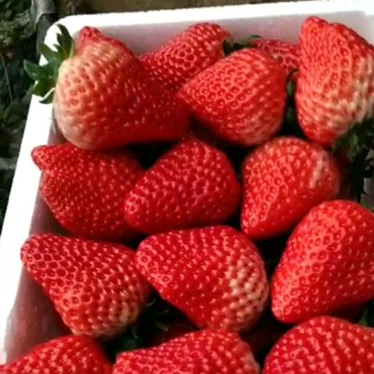 果果鲜草莓甘蔗采摘园