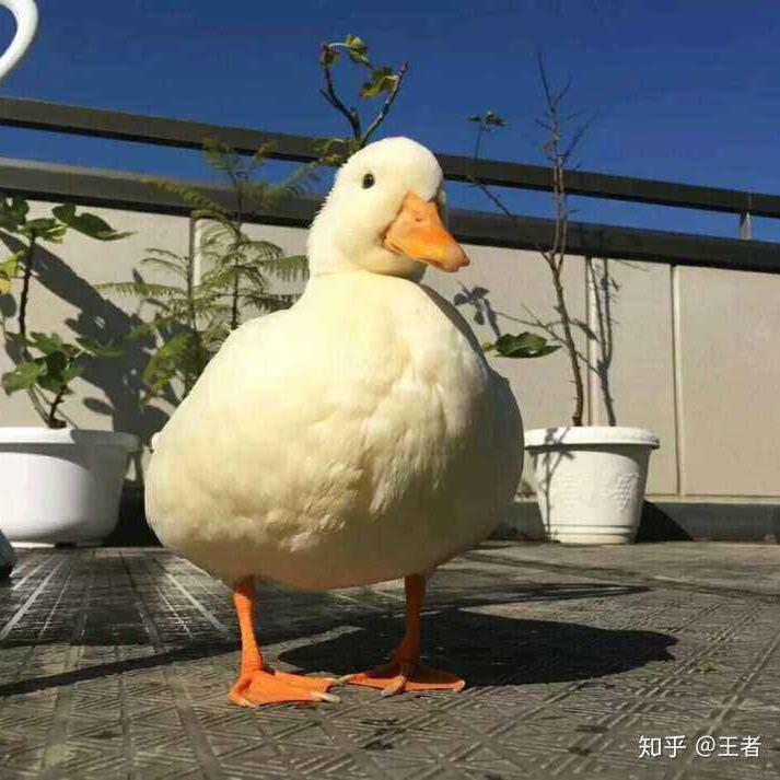 豆腐