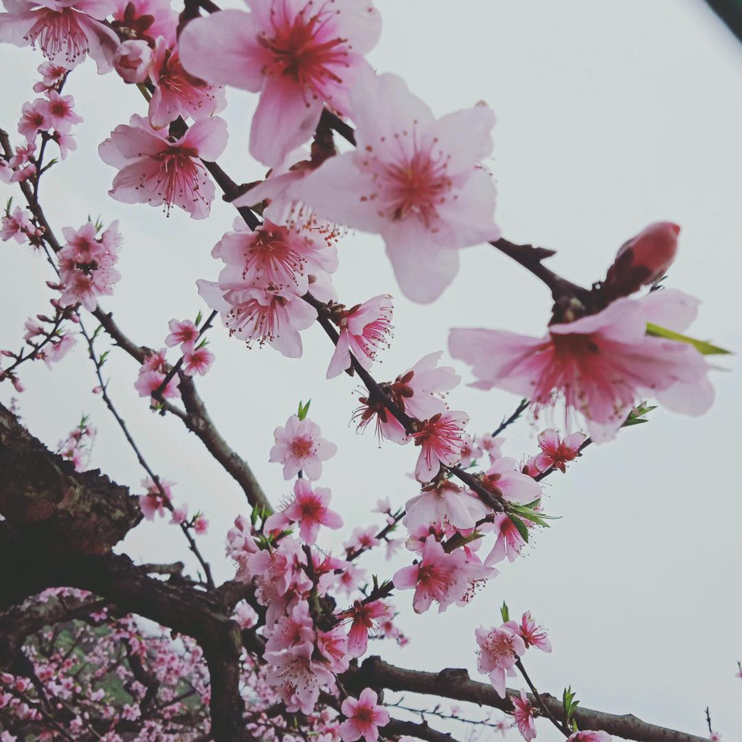 如花似玉