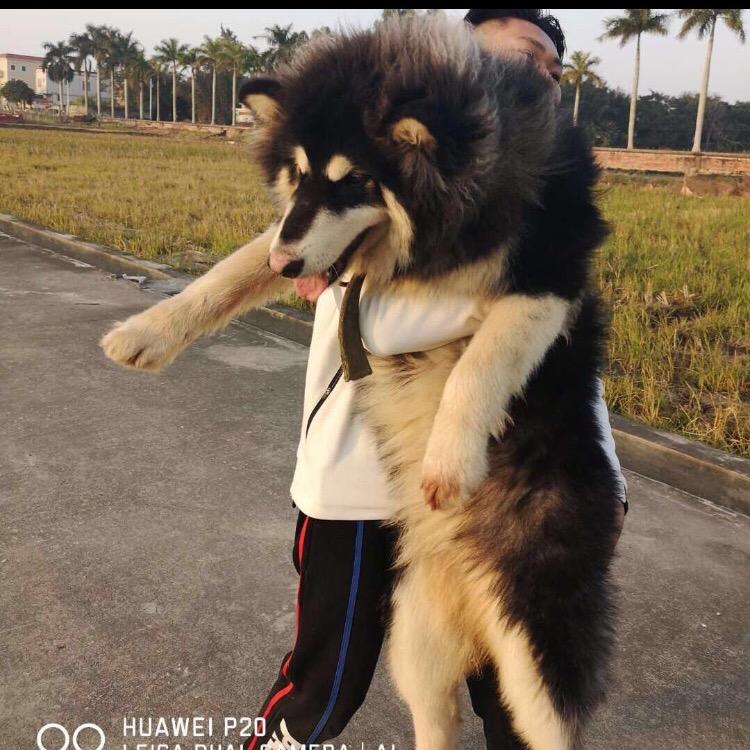 十七岁的林志豪