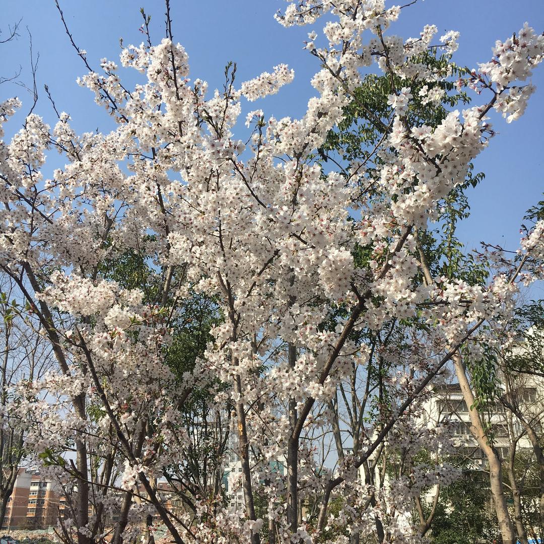 婕舞清滢