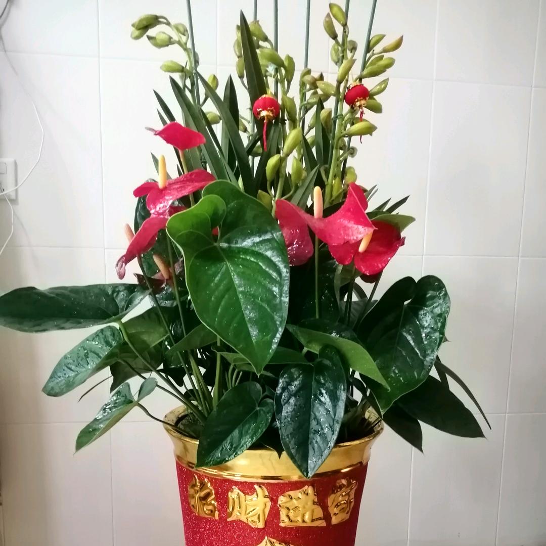 香姐
