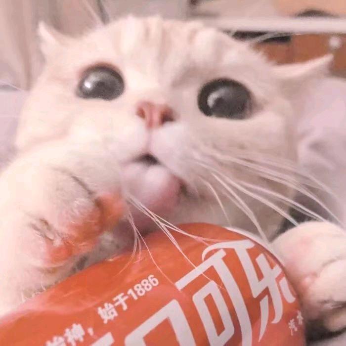 吃瓜🍉