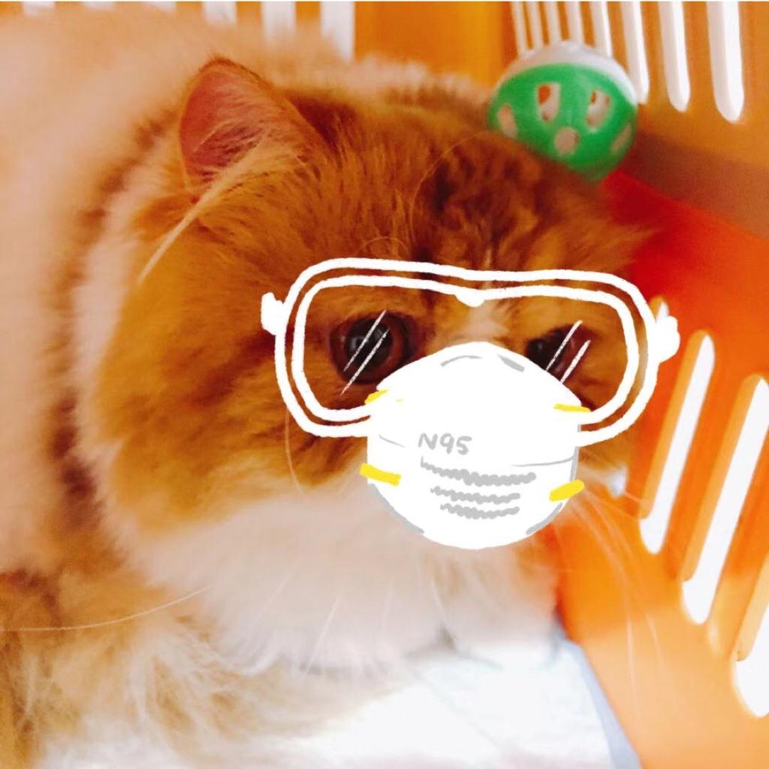 猫猫猫仙人