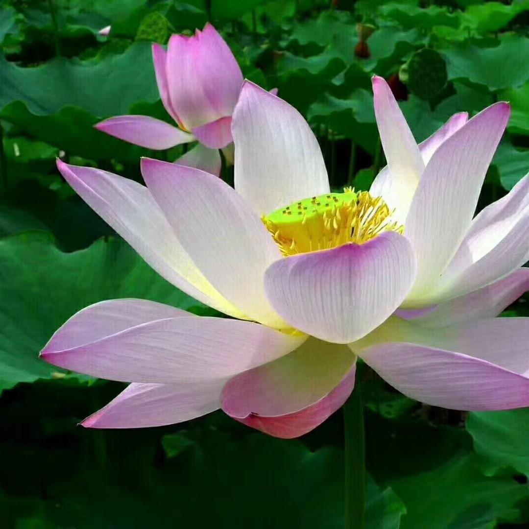 FL精灵岛