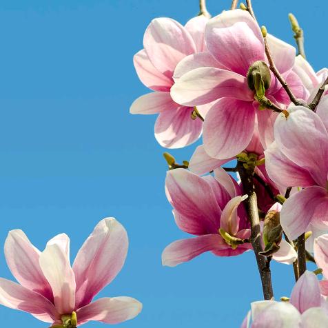 初夏✺◟(∗❛ัᴗ❛ั∗)◞✺