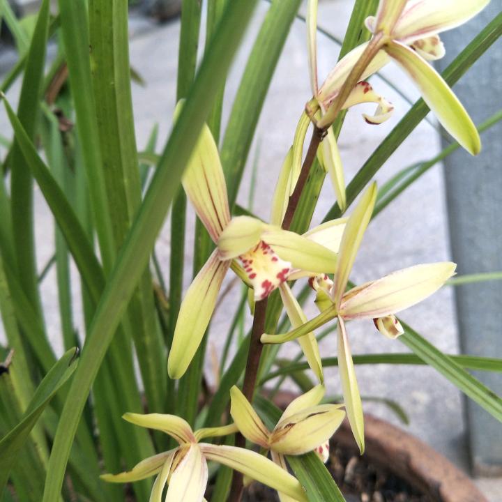 菊子花开