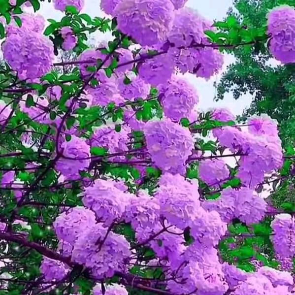 用户5529842661788蓝色细雨