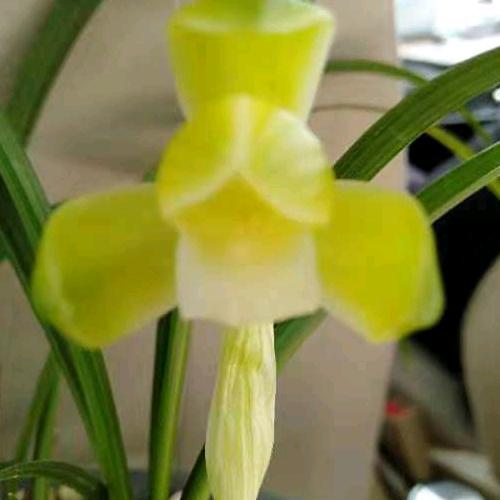 湘楚兰人（花园洞兰花种植基地）