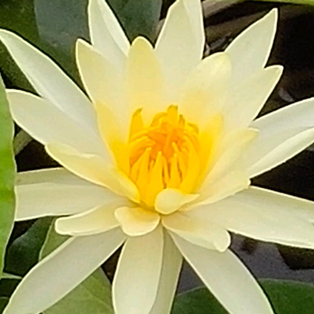 💋向阳花🌹（请不要连续点赞）