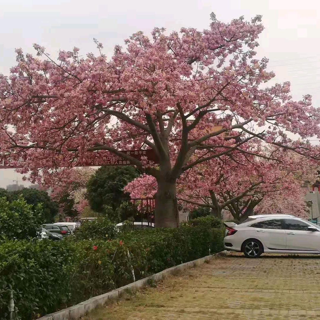 夏荷
