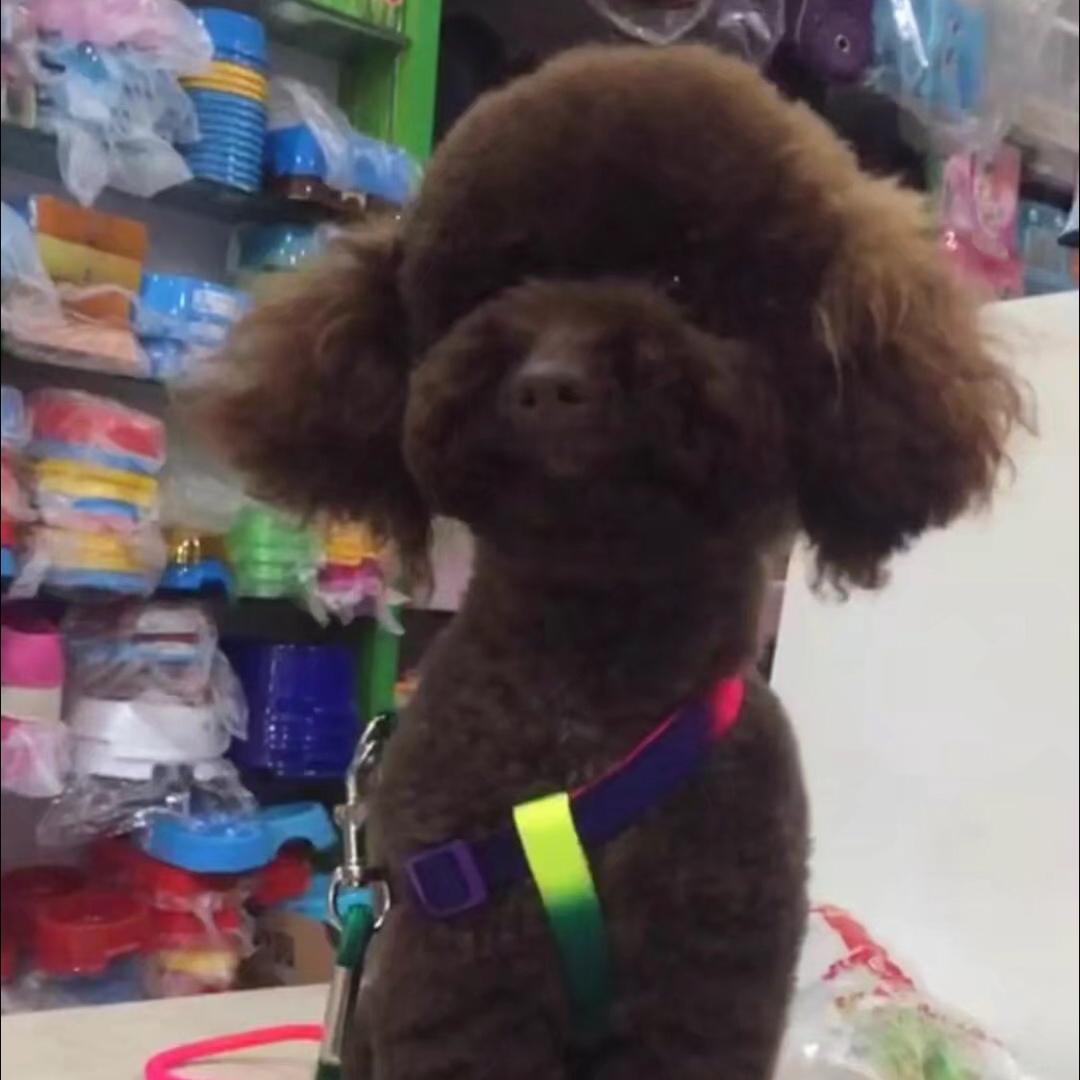 @优优泰迪