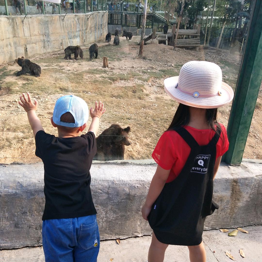 🌈本本菊花茶🌈