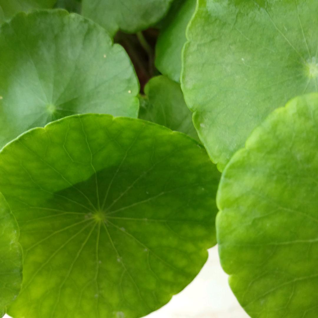 恵惠